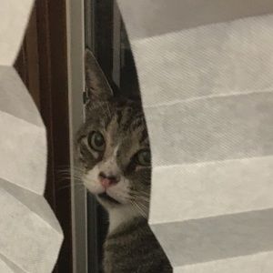 Meet your Posher, Batsheva